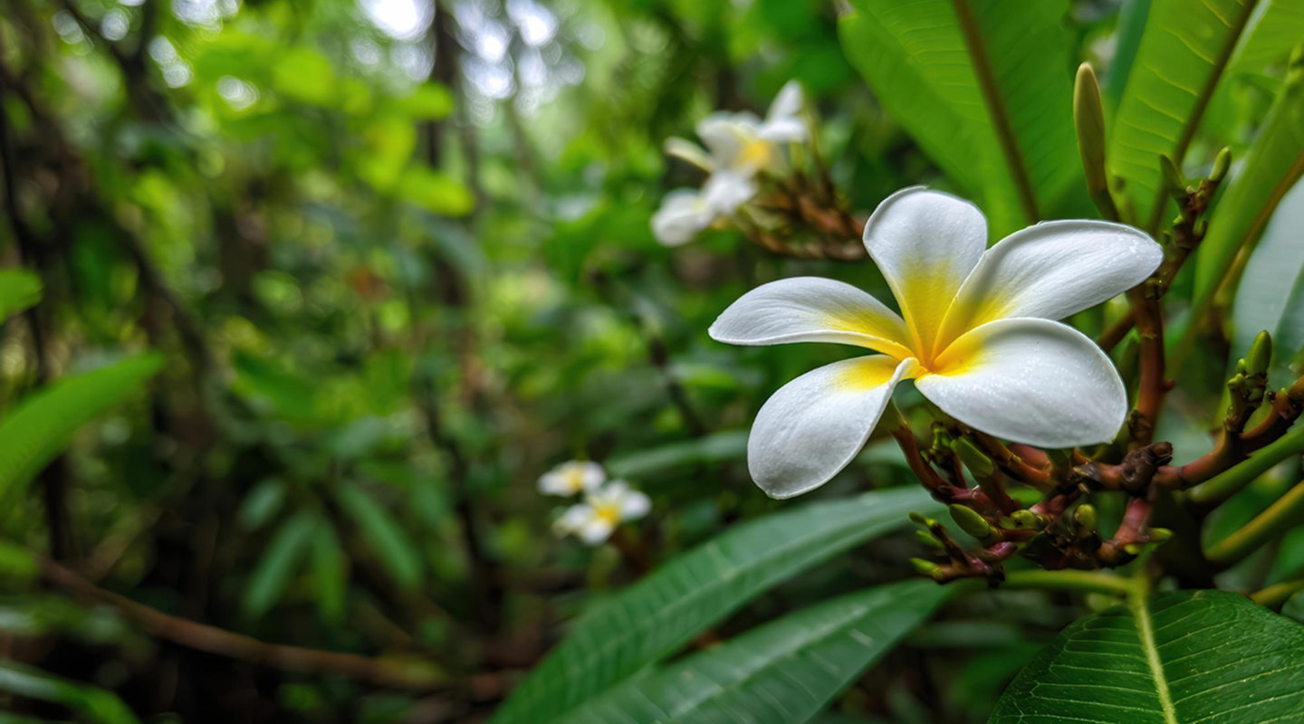 Discover India's Hidden World of Natural Perfumes